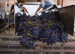 Grapes on a Conveyor Belt