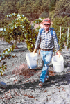 Ted Casteel Gathers Grapes for First Bethel Heights Harvest