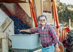 Terry Casteel Supervises the Grapes at Harvest