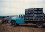 Elton Ingram in Truck during Harvest
