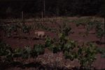 Dog in the Vineyards 01
