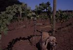 Dog in the Vineyards 02