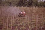 Working in the Vineyards 03