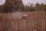 Working in the Vineyards 04