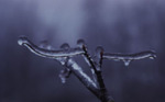 Ice on a Grapevine