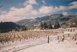 Vineyard in Snow 01