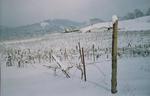 Vineyard in Snow 02
