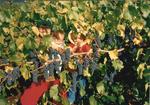 Bonnie Girardet among the Grapevines