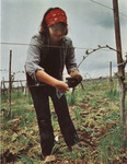 Nancy Ponzi Working at the Vineyard