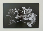 Hydrangea Macrophylla by Kytana Winn