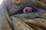 Elephant Eye by Isaac Hainley