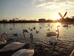 Swans on the Round Pond by Destinee Dennis