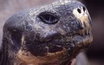 Galápagos Tortoise by Lyle Hubbard