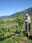 Scott Henry in the Vineyard by Linfield College Archives