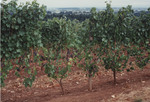 Vineyard Rows by Unknown
