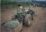 Riesling Grape Harvest 07 by Unknown