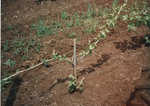 Infected Pinot Noir Plants 01 by Unknown