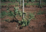 Infected Pinot Noir Plants 03 by Unknown
