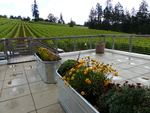 Lenné Estate Vineyard 03 by Linfield College Archives