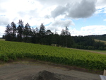 Lenné Estate Vineyard 04 by Linfield College Archives