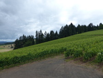 Lenné Estate Vineyard 05 by Linfield College Archives
