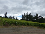 Lenné Estate Vineyard 06 by Linfield College Archives