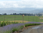 Lavender at Lenné Estate by Linfield College Archives