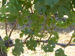 Grapes on the Vine at Alloro Vineyard 01 by Linfield College Archives