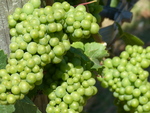 Grapes on the Vine at Alloro Vineyard 02 by Linfield College Archives