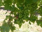Grapes on the Vine at Alloro Vineyard 03 by Linfield College Archives