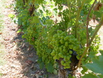 Grapes on the Vine at Alloro Vineyard 04 by Linfield College Archives