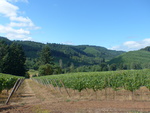 High Pass Winery Vineyard 01 by Linfield College Archives