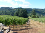 High Pass Winery Vineyard 02 by Linfield College Archives