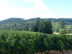 High Pass Winery Vineyard 03 by Linfield College Archives