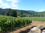 High Pass Winery Vineyard 04 by Linfield College Archives