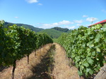 High Pass Winery Vineyard 05 by Linfield College Archives