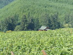 High Pass Winery Vineyard 06 by Linfield College Archives