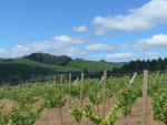 High Pass Winery Vineyard 07 by Linfield College Archives