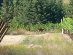 High Pass Winery Vineyard 08 by Linfield College Archives