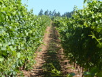 Eola Hills Wine Cellars Interview 06 by Linfield College Archives
